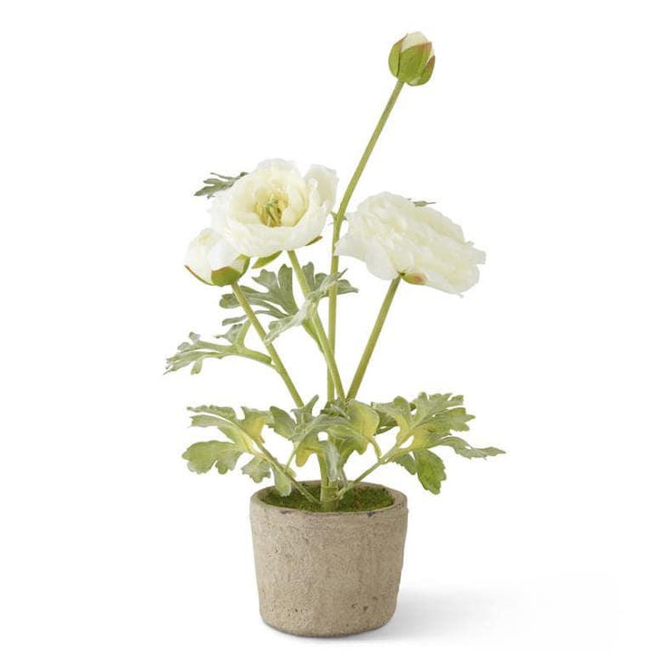 Potted White Ranunculus