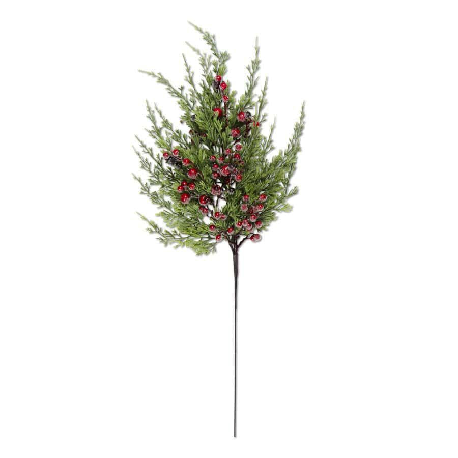 Cypress Pine with Dark Red Iced Berries Stem