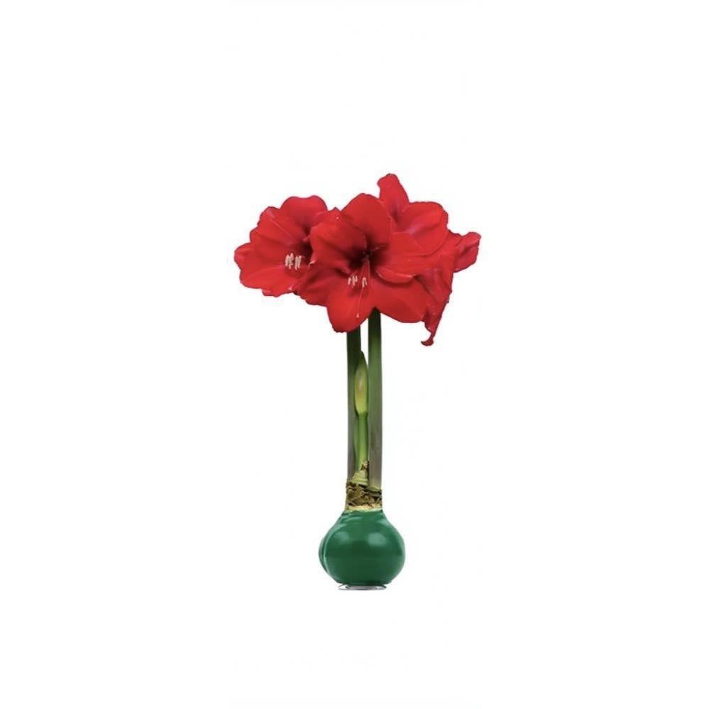 Waxed Amaryllis Bulb