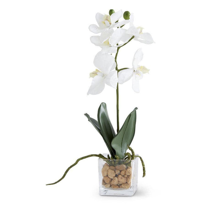 White Orchid in Glass Container