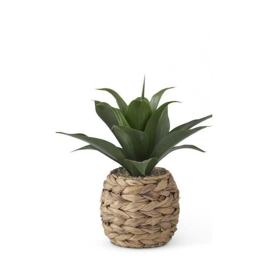 Tropical Succulent in Woven Container
