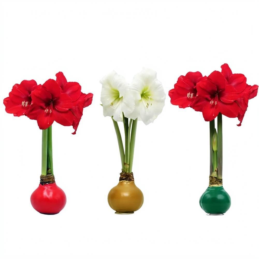Waxed Amaryllis Bulb