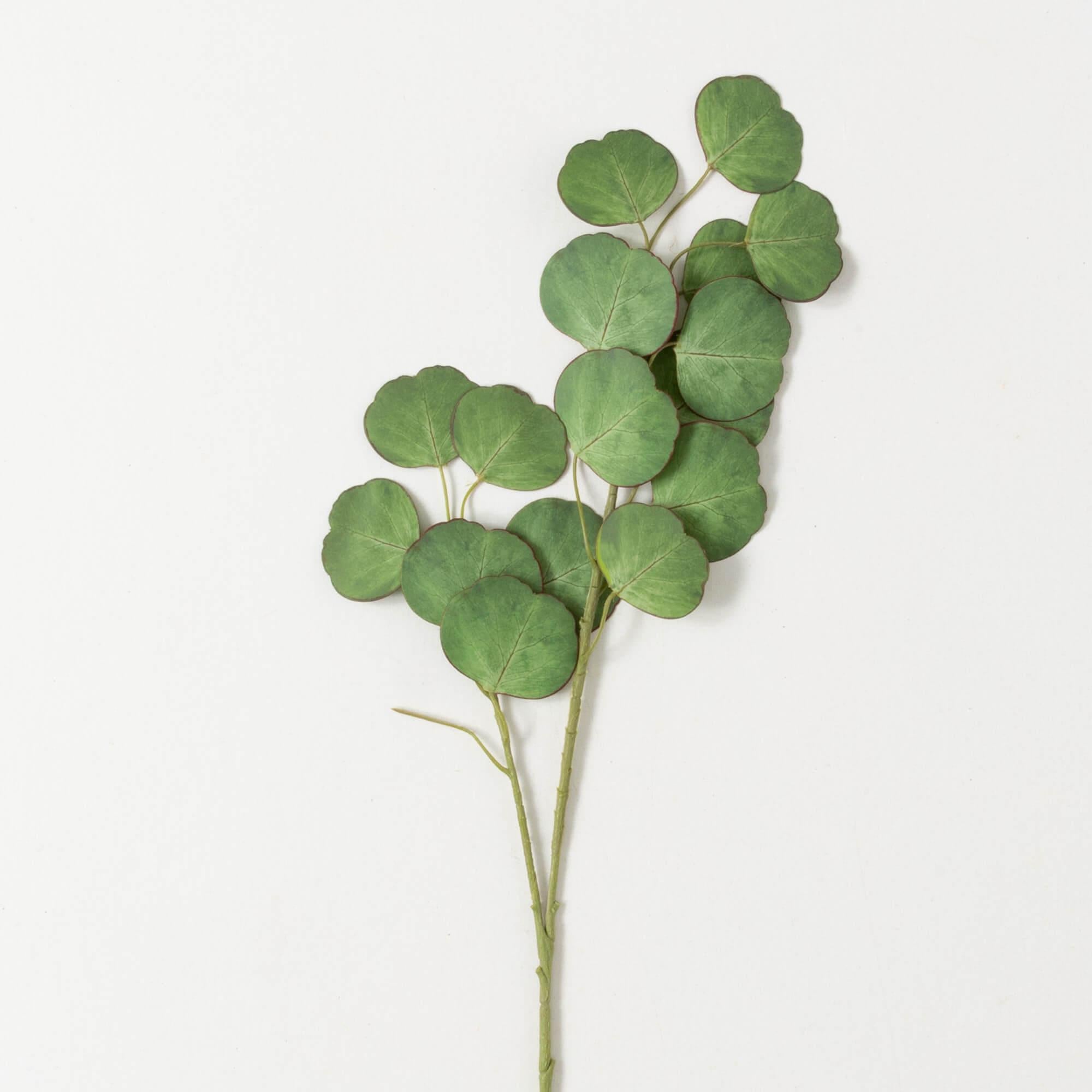 Silver Dollar Eucalyptus Spray