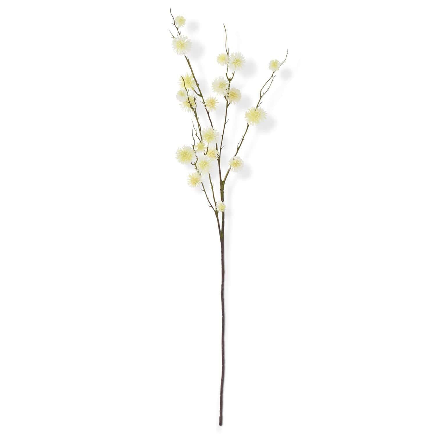 Creamy Sycamore Fruit Ball Stem