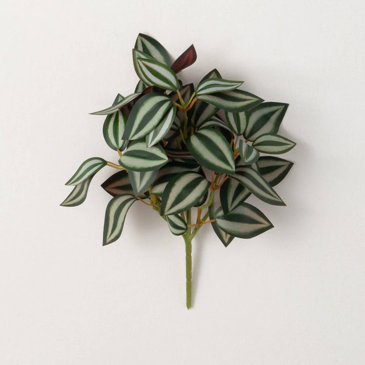 Tradescantia Plant Branch