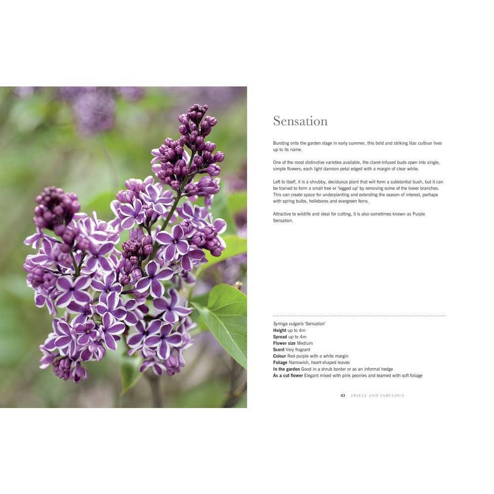 Lilacs: Beautiful Varieties For Home & Garden
