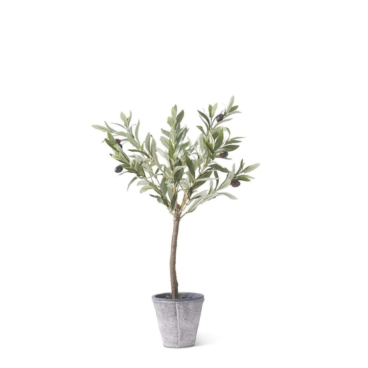 Olive Tree in Gray Container