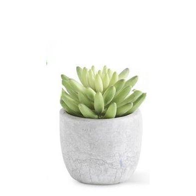 Succulent in Cement Pot