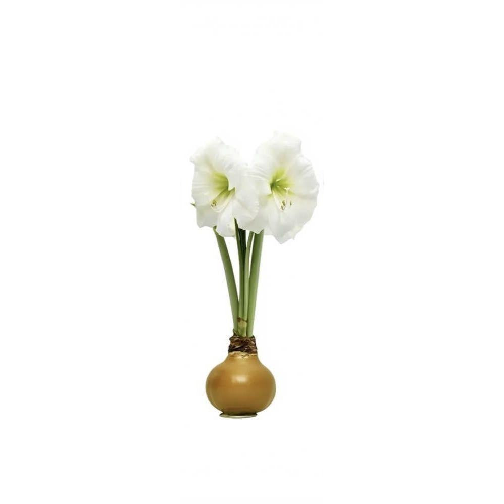Waxed Amaryllis Bulb