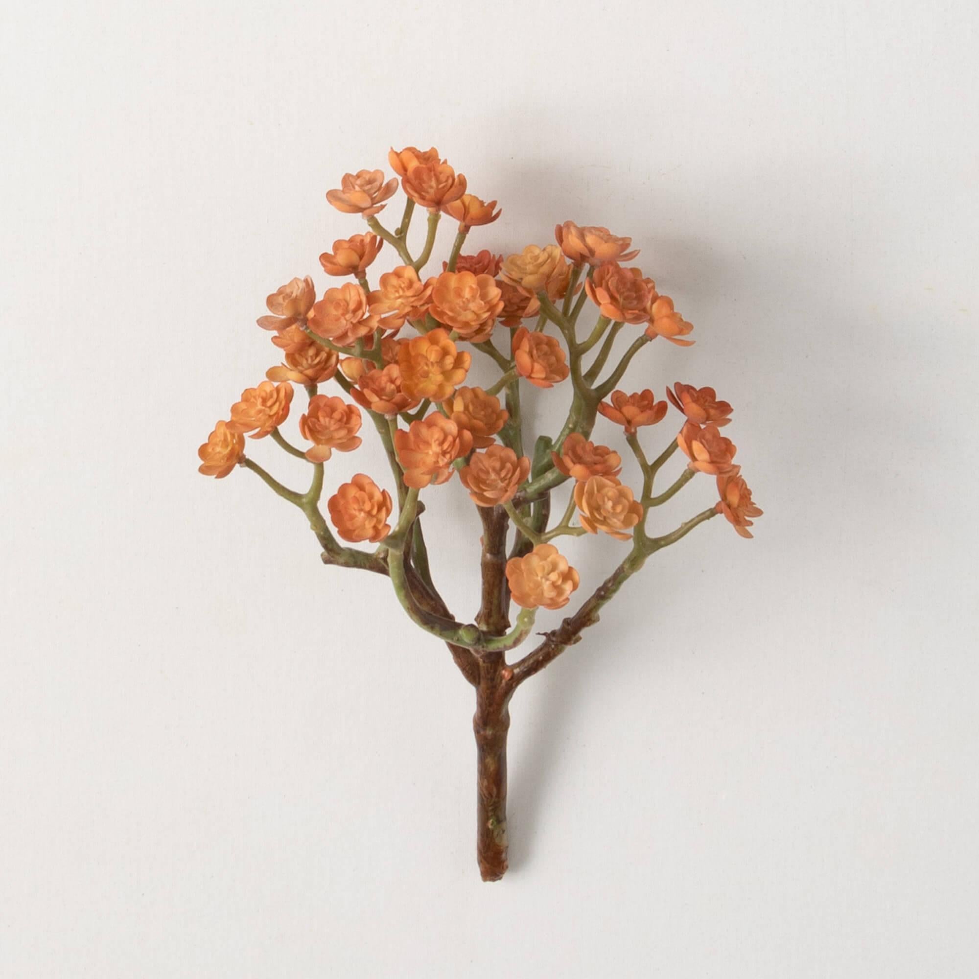 Orange Echeveria Stem