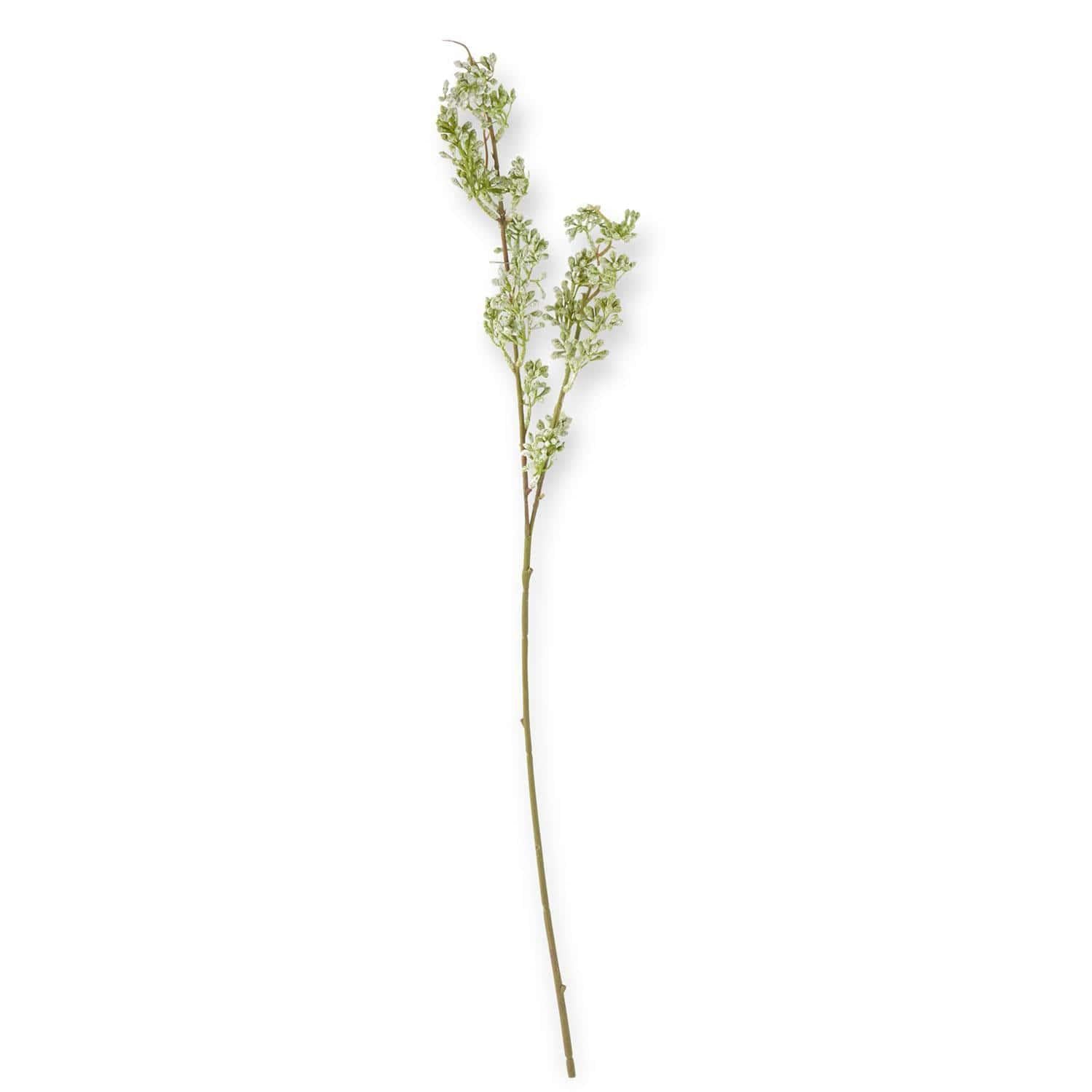 Powdered Green Eucalyptus Berry Bud Stem