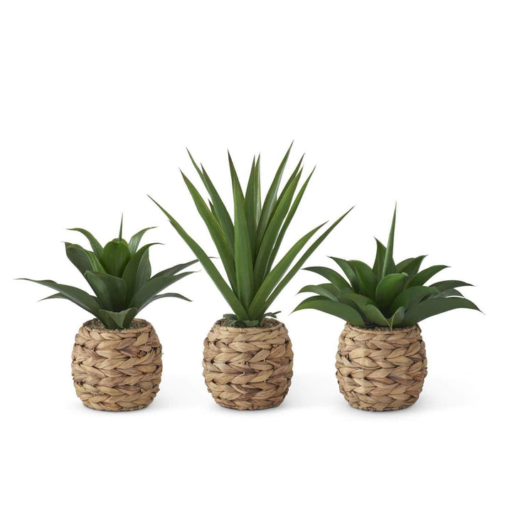 Tropical Foliage Plants in Woven Straw Containers