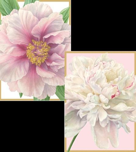 Peony Assorted Boxed Notes