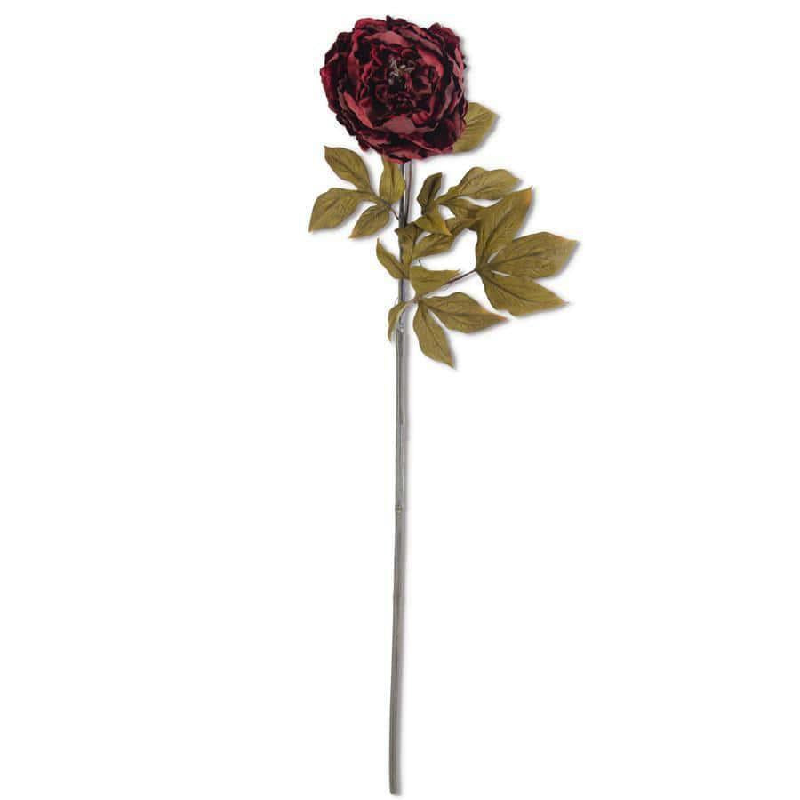 Burgundy Peony Stem