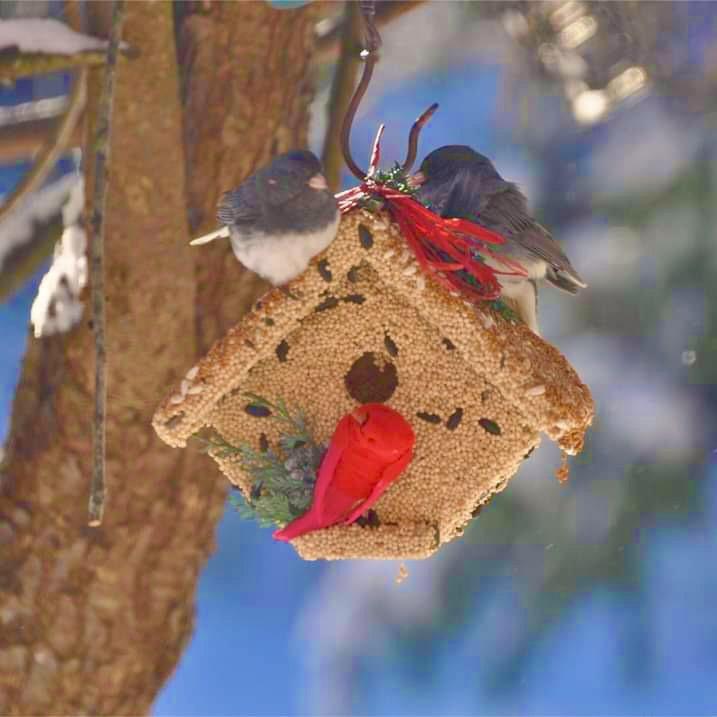 Wren Casita Seed House