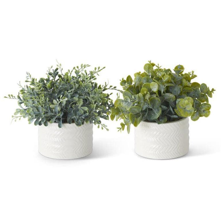 Eucalyptus in White Ceramic Container