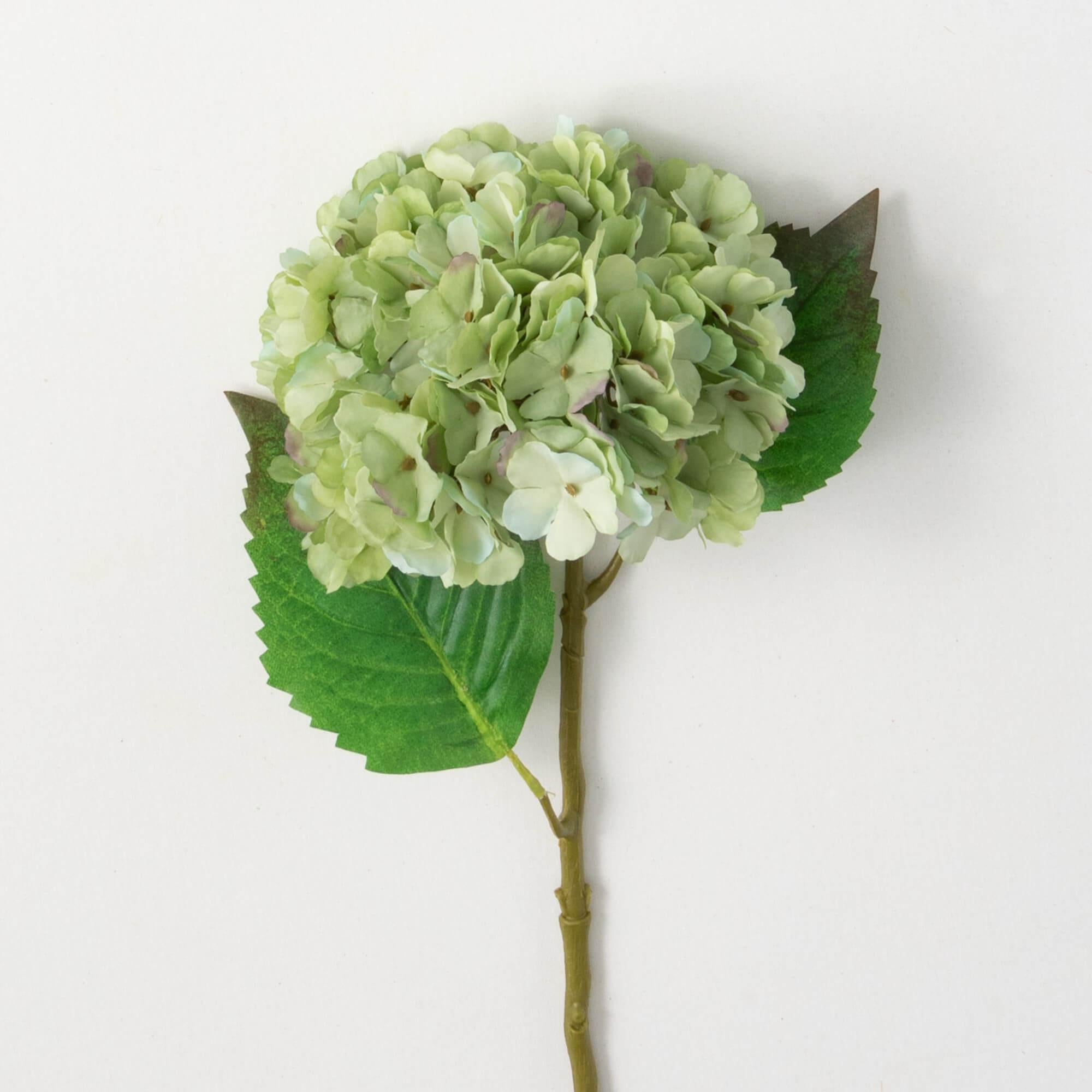 Green Short Stem Hydrangea