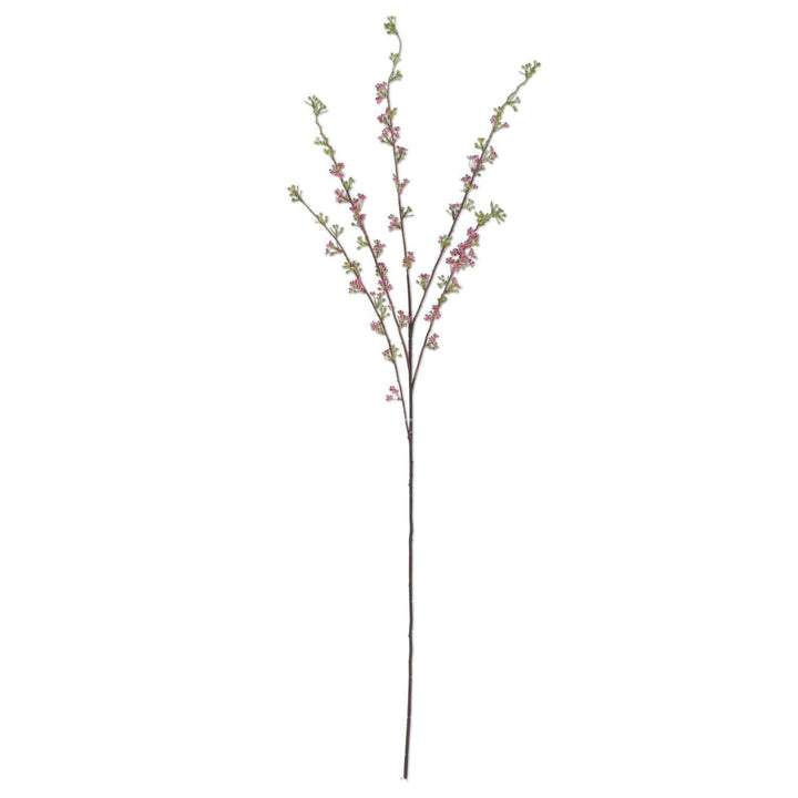 Pink Hoary Willow Spray
