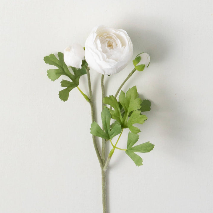 White Ranunculus Stem