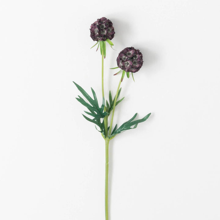 Plum Scabiosa Stem