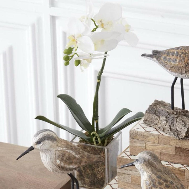 White Orchid in Square Glass Container