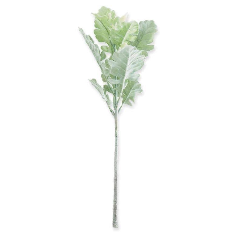 Green Dusty Miller Stem
