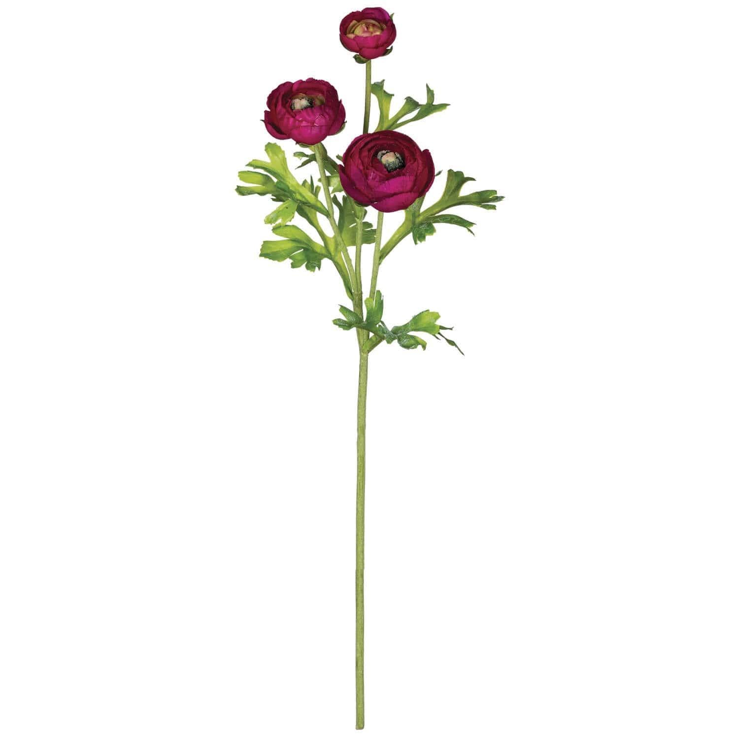 Magenta Ranunculus Ranunculus Stem | Magenta – Cuorebella