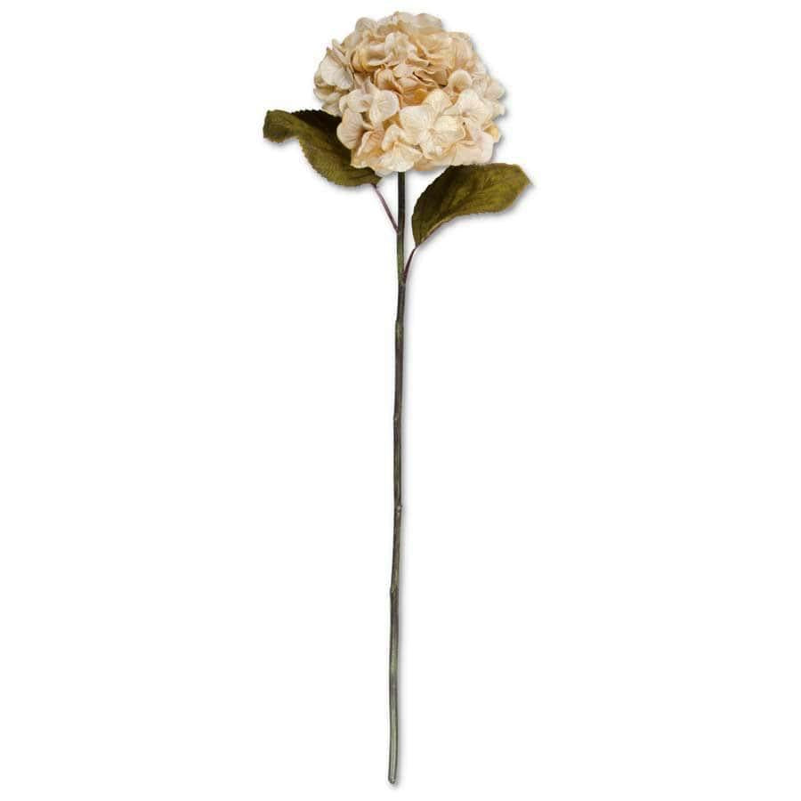 Burnt Crème Hydrangea Stem