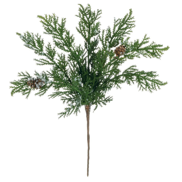 Snowy Cypress  Pick