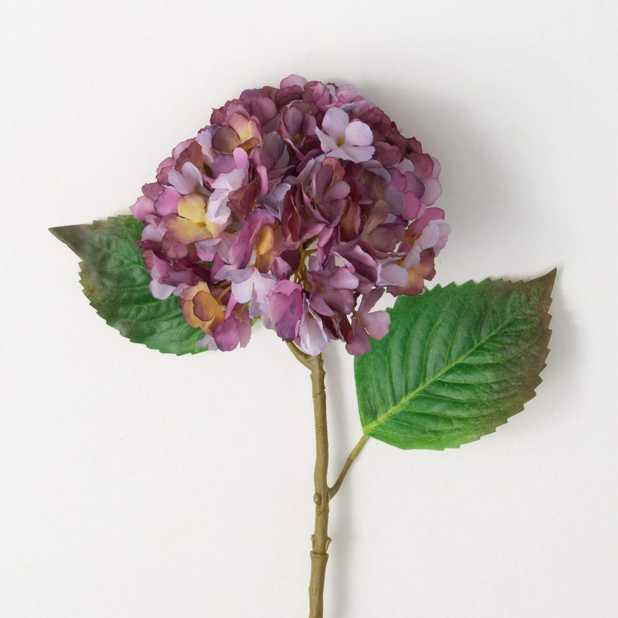 Blooming Plum Hydrangea